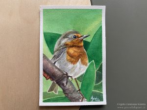 Un pettirosso che alza con fierezza il capo: uno degli uccellini ad acquerello su carta presenti nella galleria.