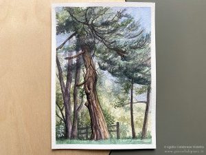Dipinto ad acquerello su carta di 12,7x17,8 raffigurante uno degli splendidi paesaggi di Torre Camigliati.